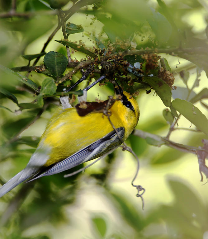 Blue-winged Warbler_5355.jpg