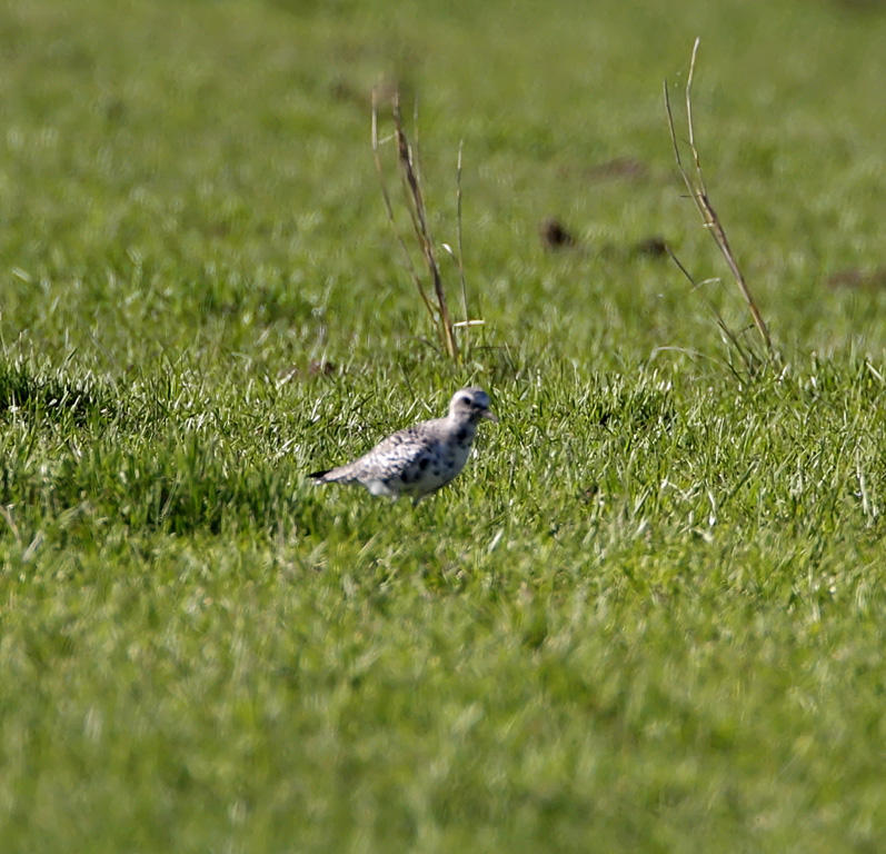 AG Plover1_6483.jpg