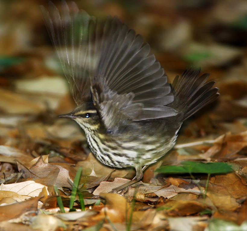 Northern Waterthrush_6036.jpg