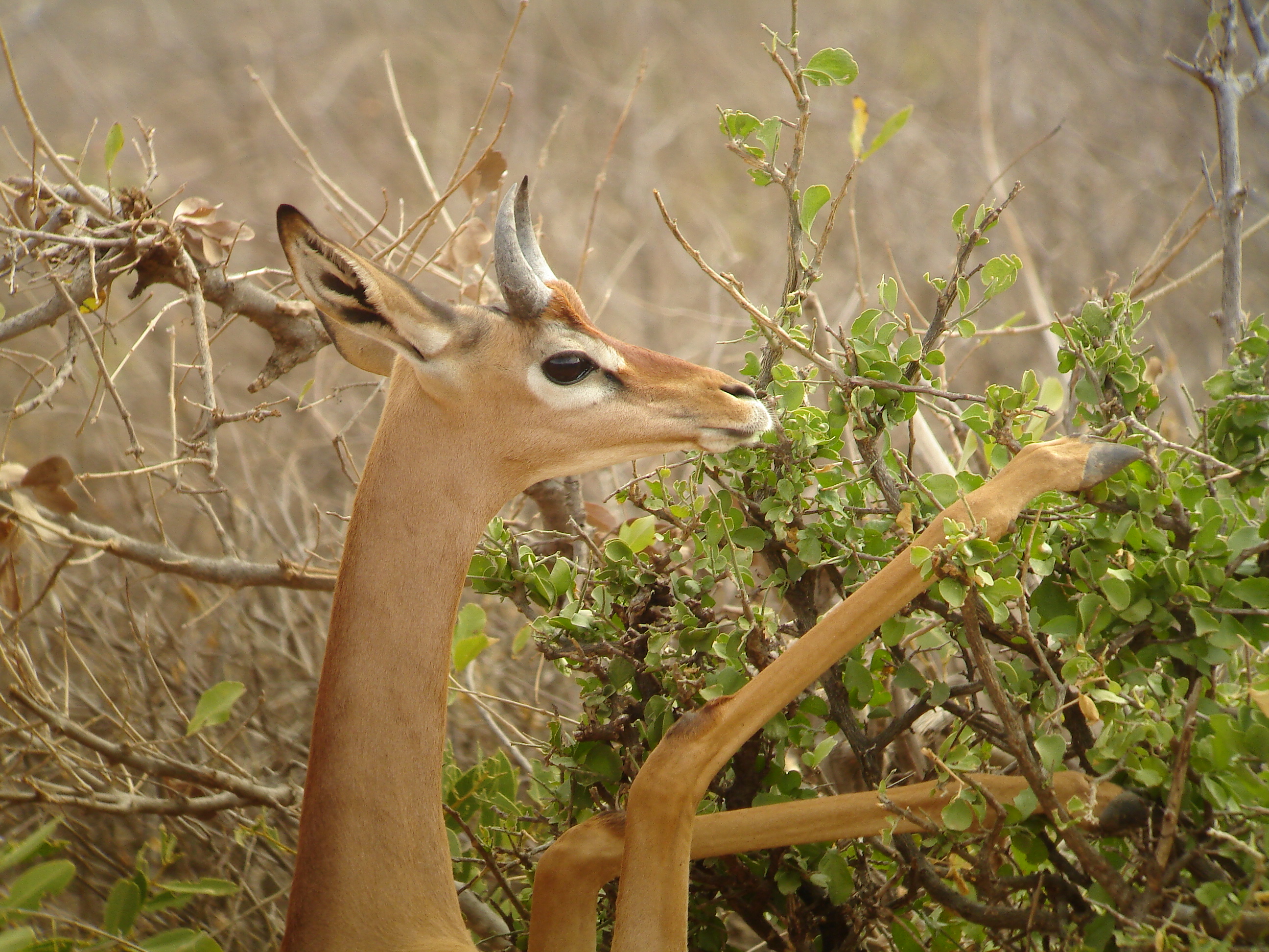 Gerenuk, Kenya