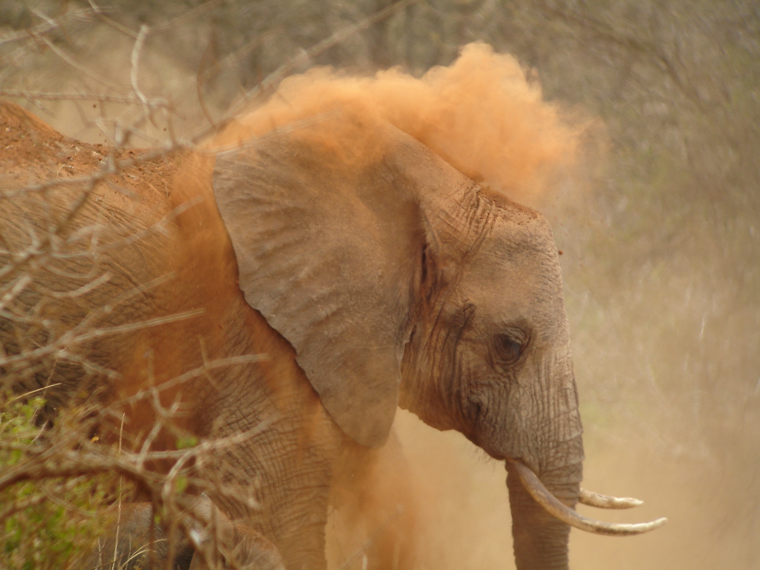 Dust bath, Amboseli, Kenya