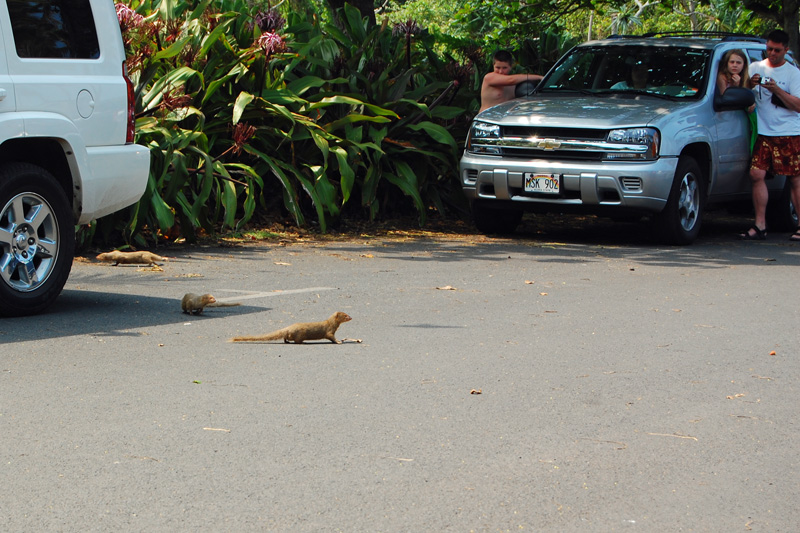 Mongoose