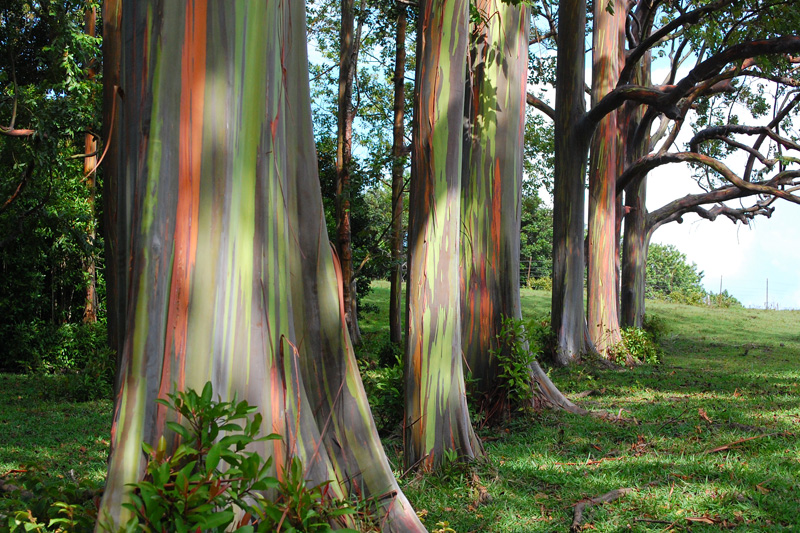 Rainbow trees