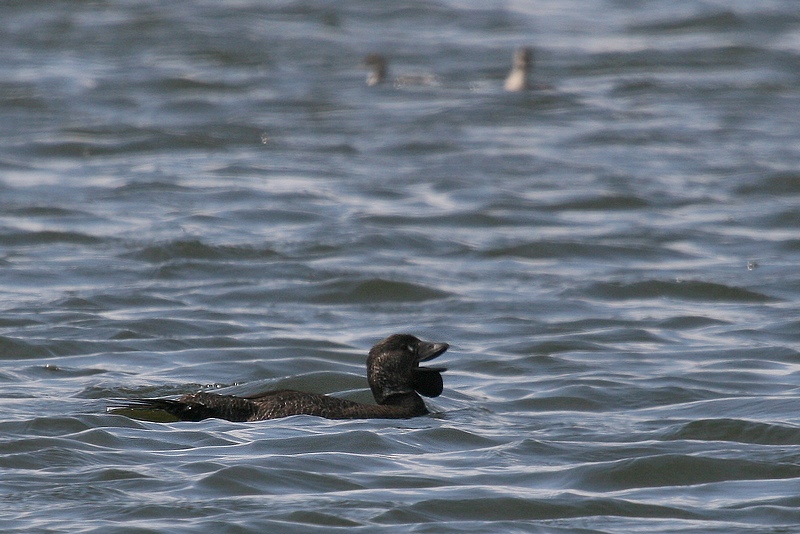 Musk Duck 2283.jpg