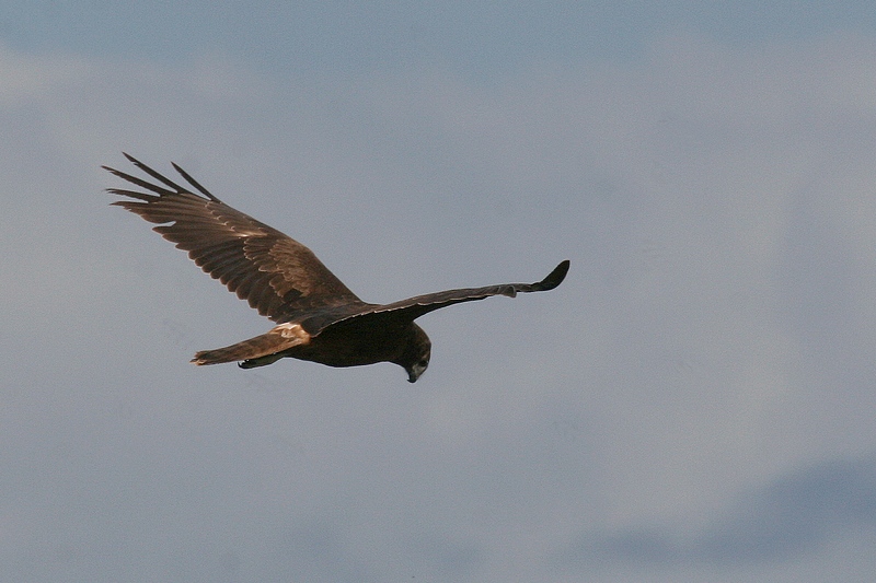 Whistling Kite 2291.jpg