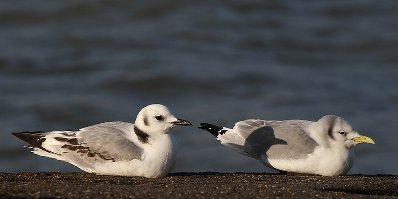 Drieteenmeeuw - Kittiwake Left: young (first winter), right: Adult one