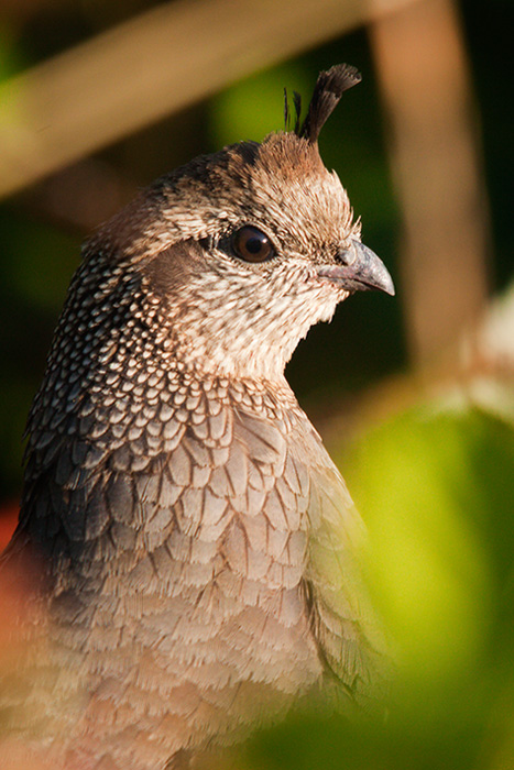 Quail