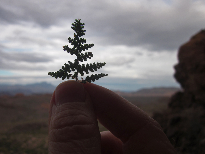 Fern tree