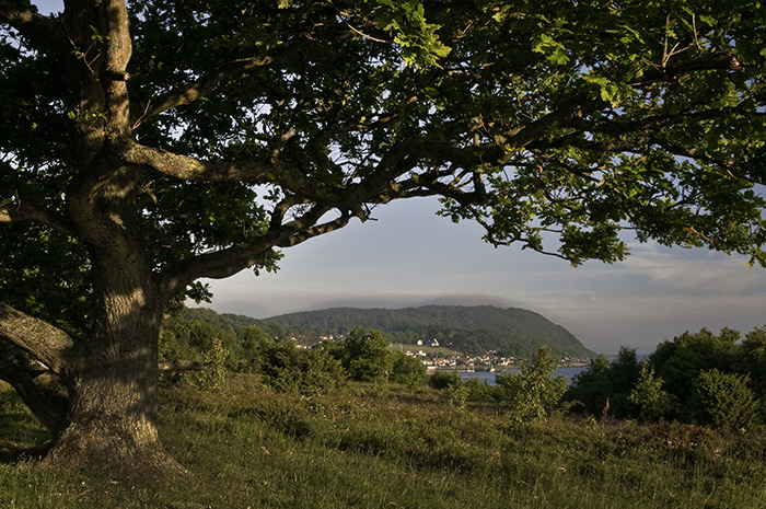 View at Arild