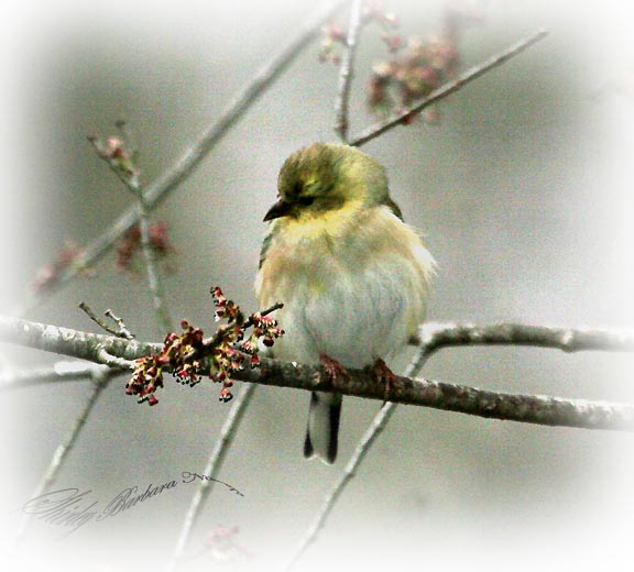 Trees are budding.jpg