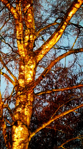  golden  birch