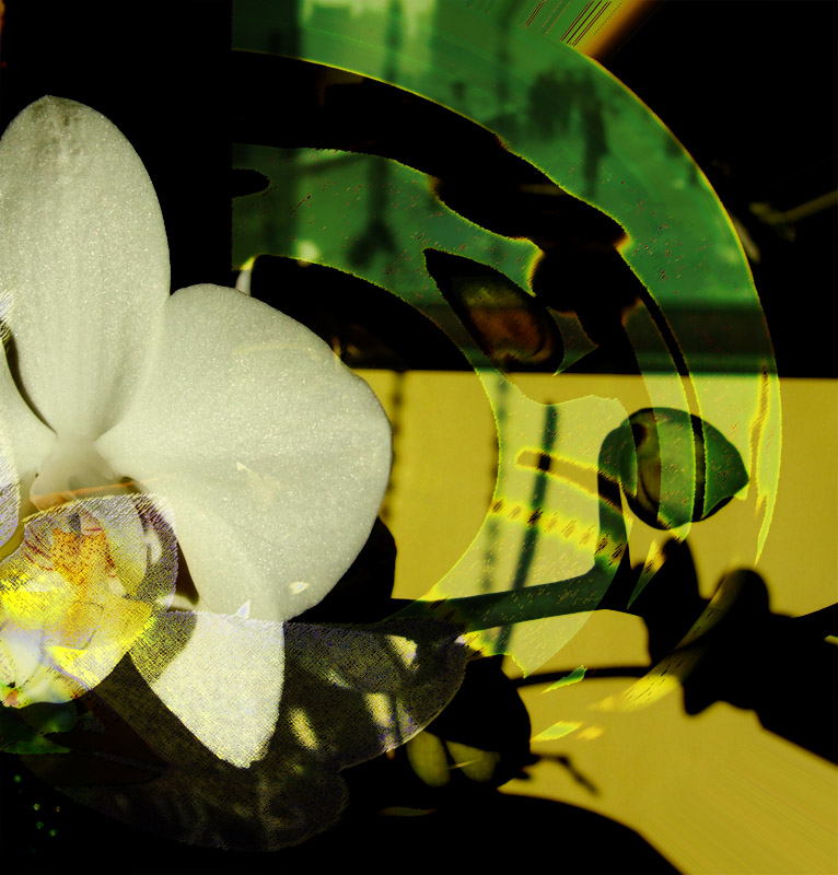 Who says Orchids dont dream ?