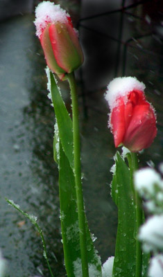 Tulips in the Snow.