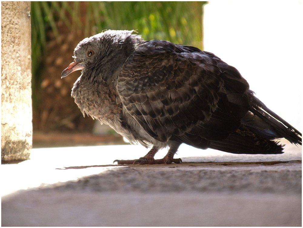 090326__F100_06114_Venice_pigeon_1000x