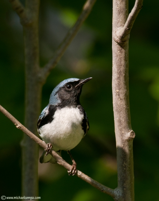 Black-Throated Blue (6/15)