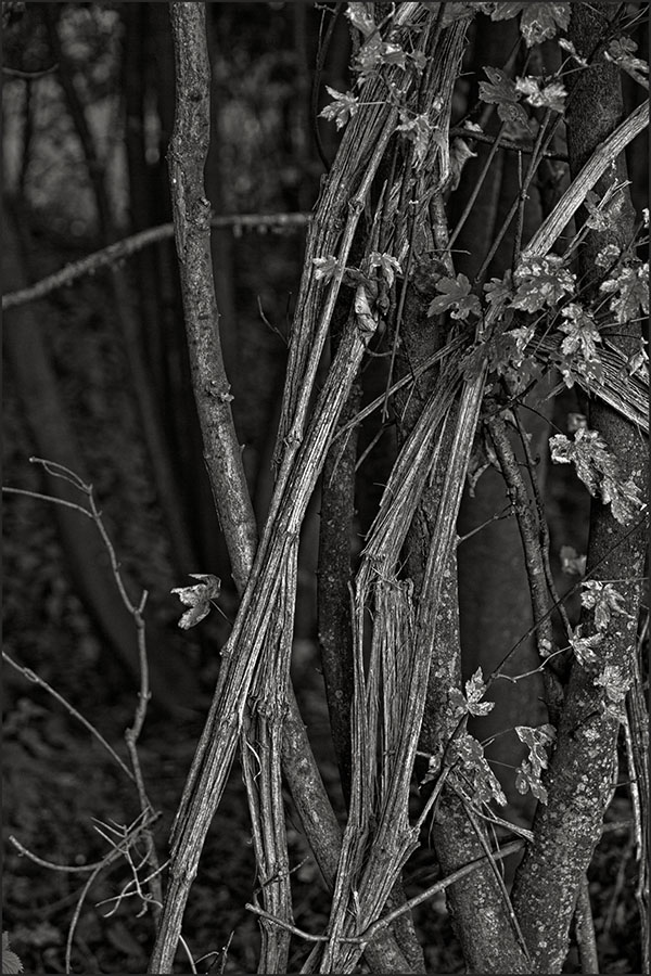 Lago di Como forest abstract