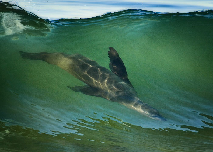 Seal surfing the waves