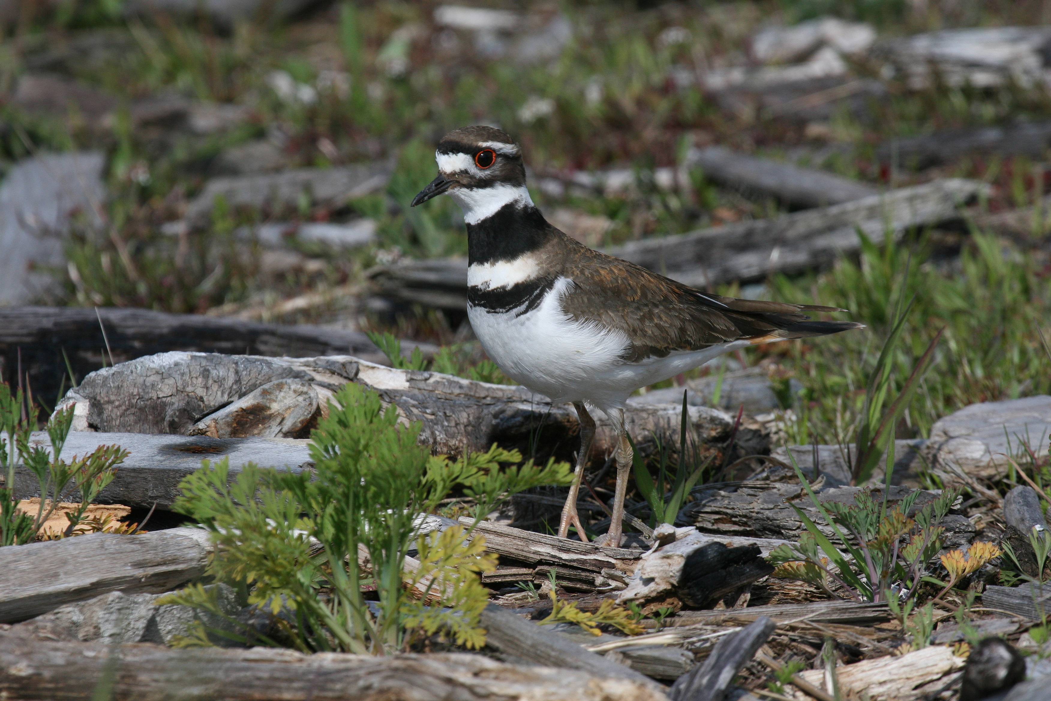 Killdeer Mom - ImG_8661.JPG
