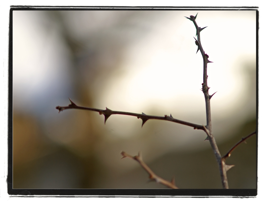 thorns before the bloom