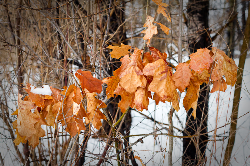 Fall Colors in Winter