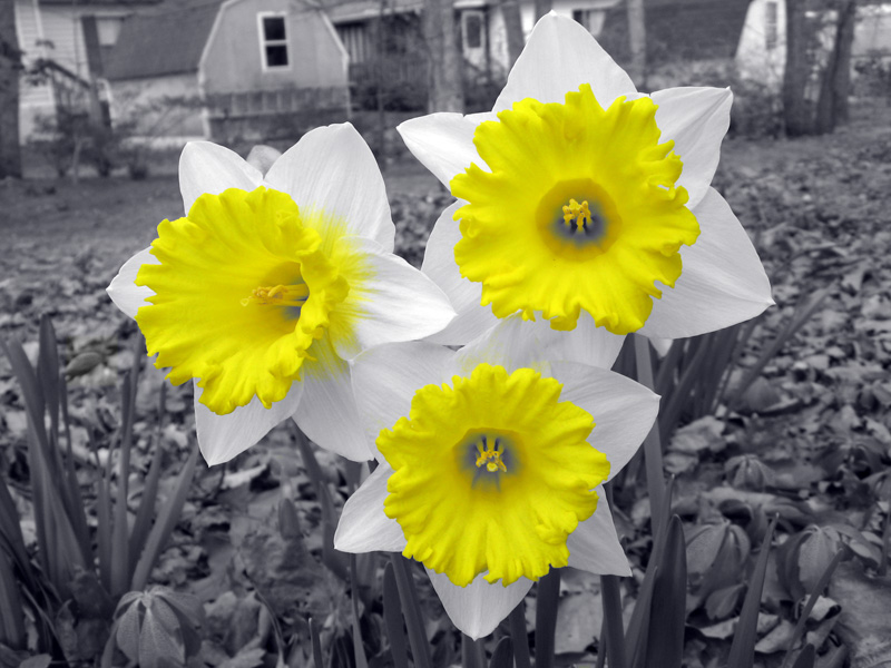 Daffodils