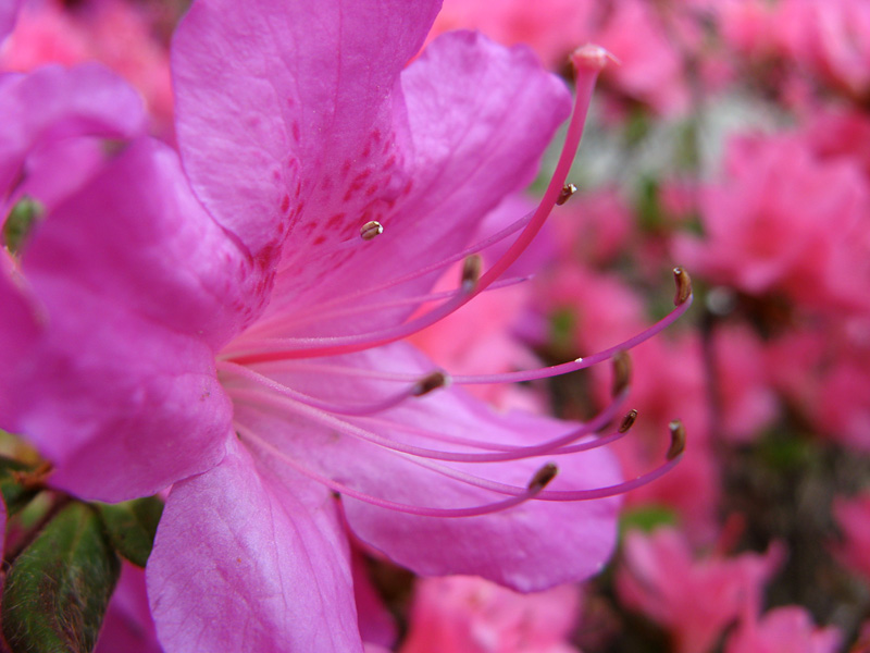 Colorful Flowers