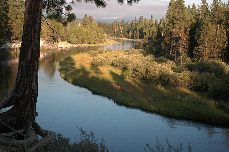 Ponderosa Pine at Deschutes River