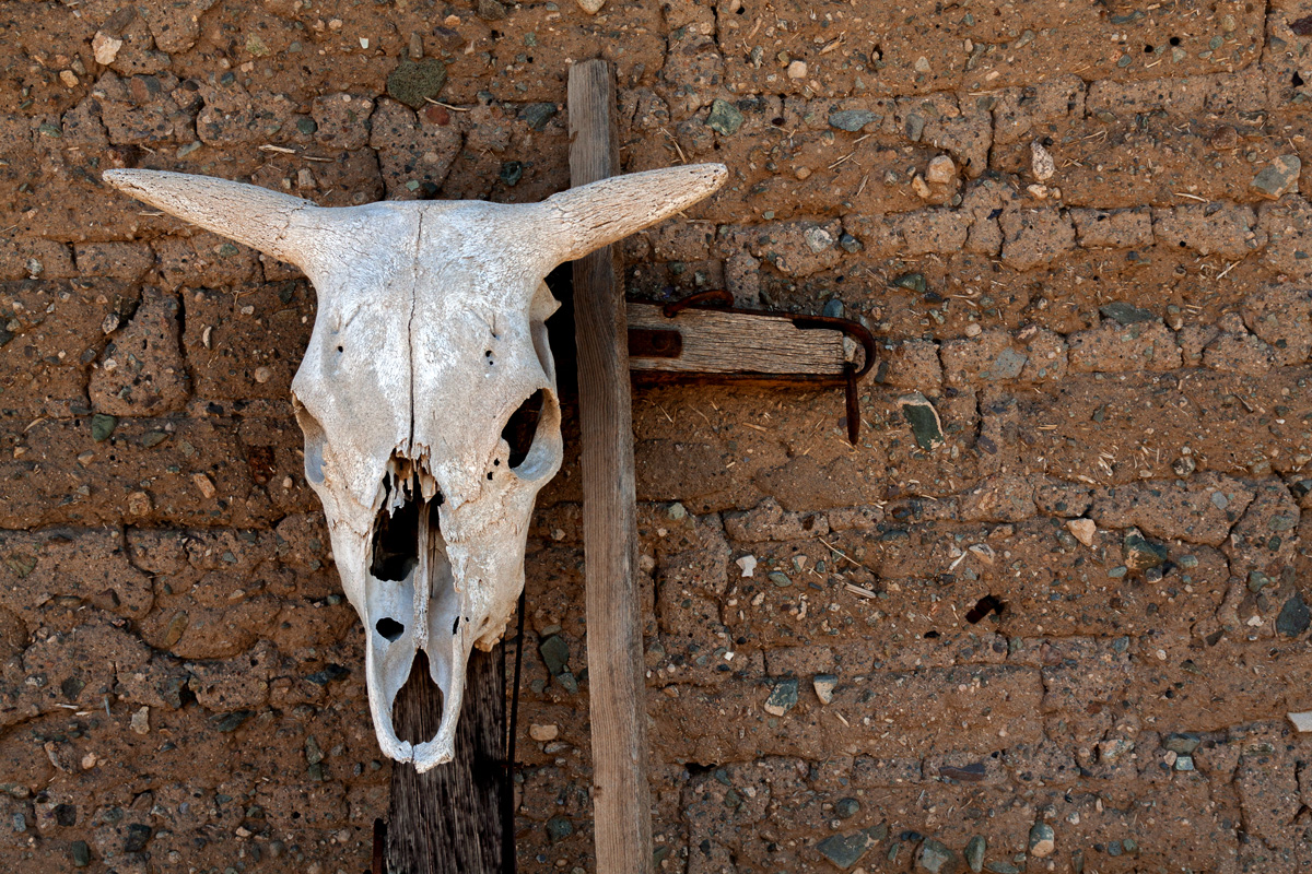 Cow Skull