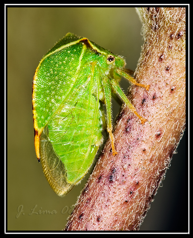 Buffalo Tree Hopper