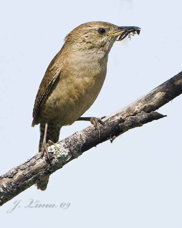 House Wren With Bug