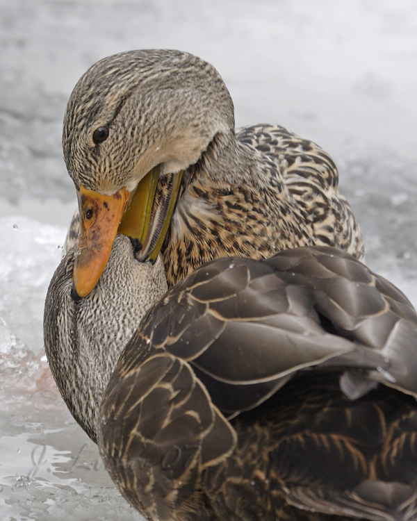 Mallard/Black Duck