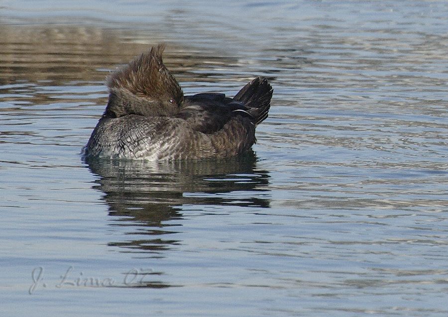 Female Hooded Merganser