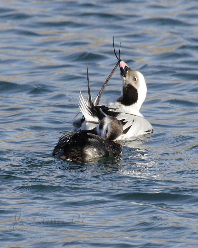 Oldsquaw  Pair
