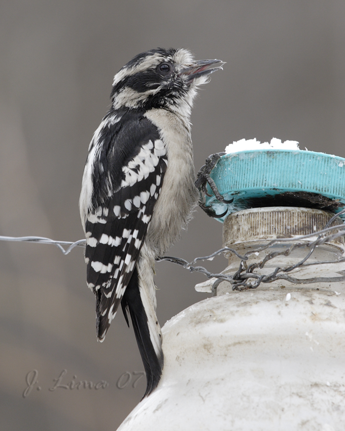 Hairy Woodpecker (Female)