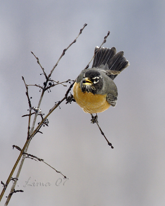 Robin Feeding On Berries