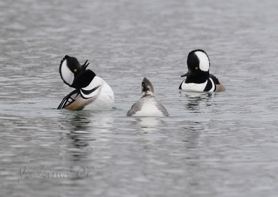 Hooded Merganser Displaying