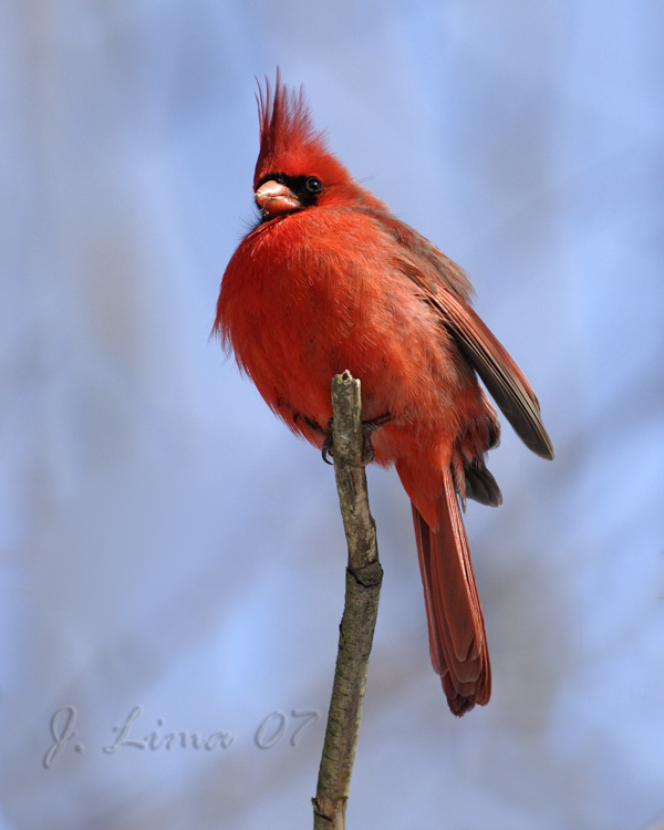 Cardinal (Male)