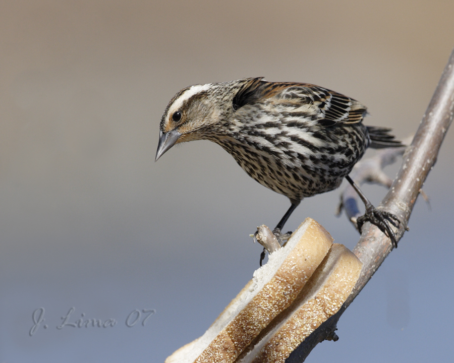 Red Wind Black Bird (Female)