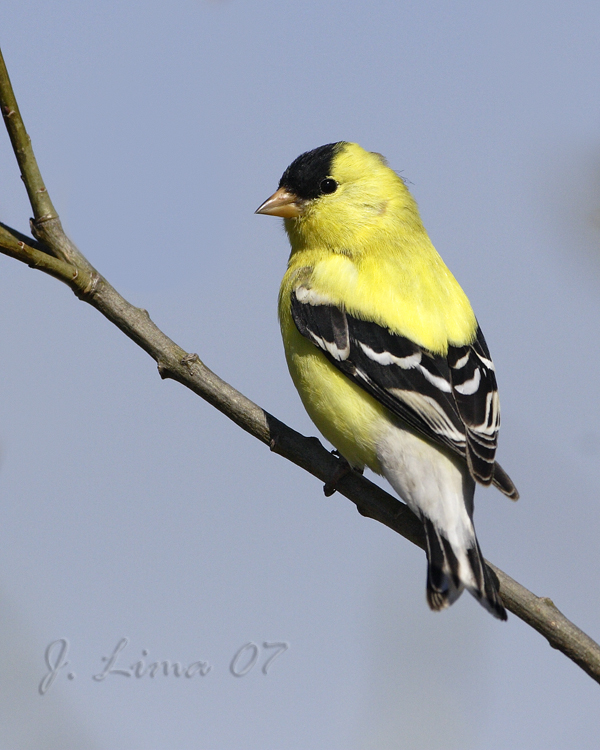 Goldfinch (Male)
