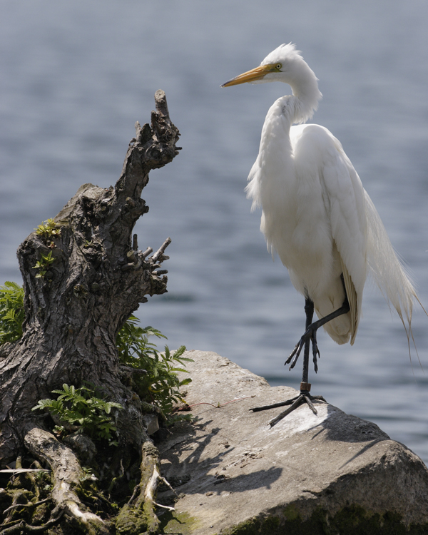 Common Egret