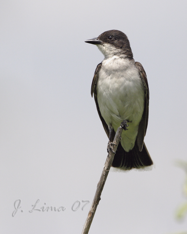 Eastern Kingbird
