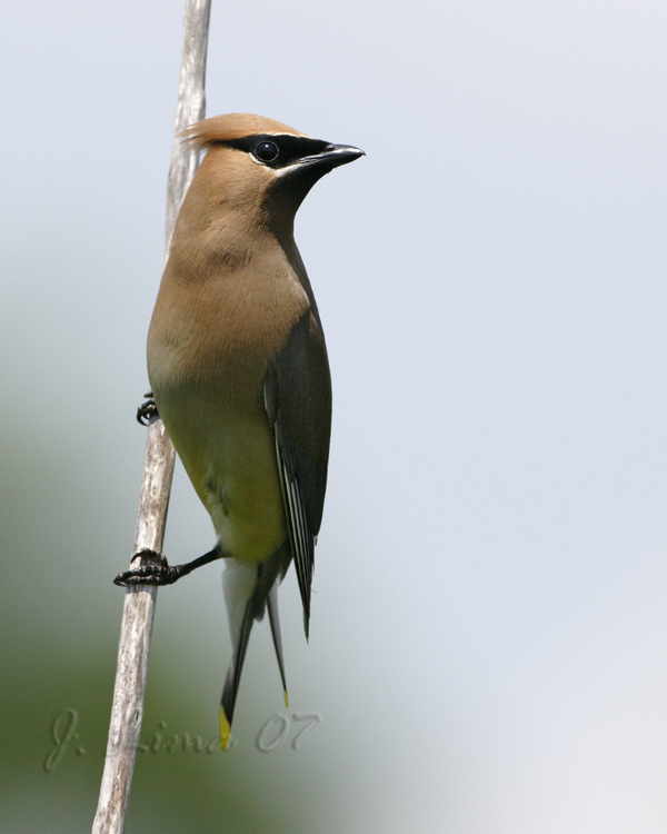 Waxwing