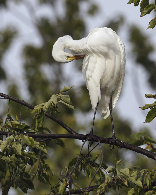 Common Egret