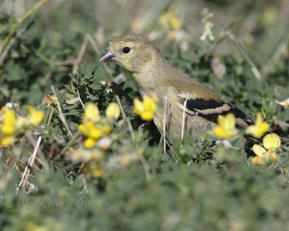 Goldfinch (Female)