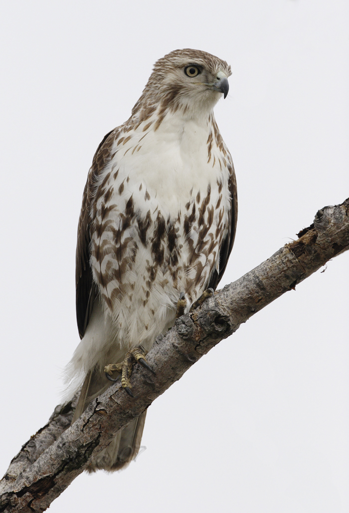 Red Tail Hawk