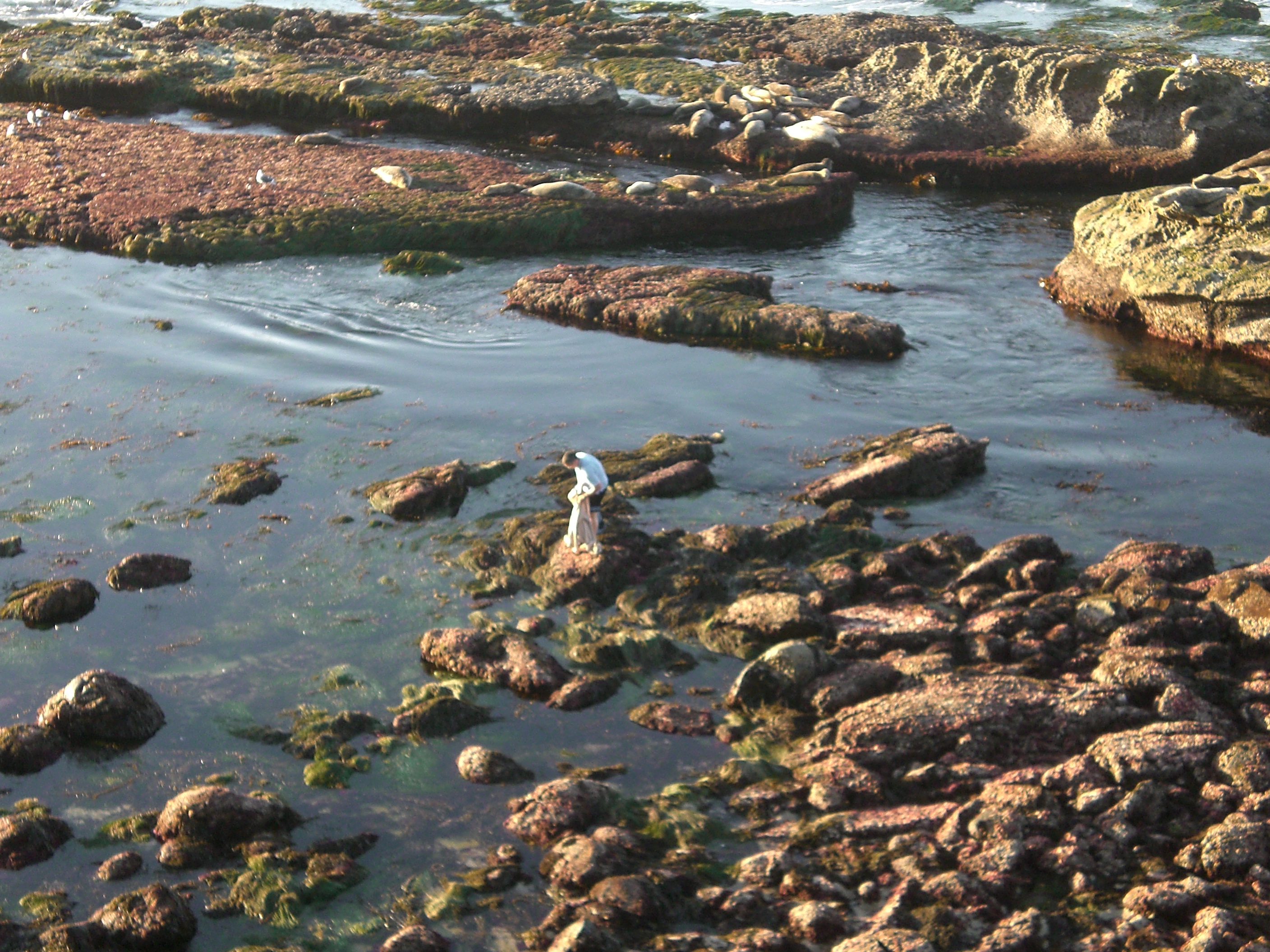 OMG, hes stripping for the seals