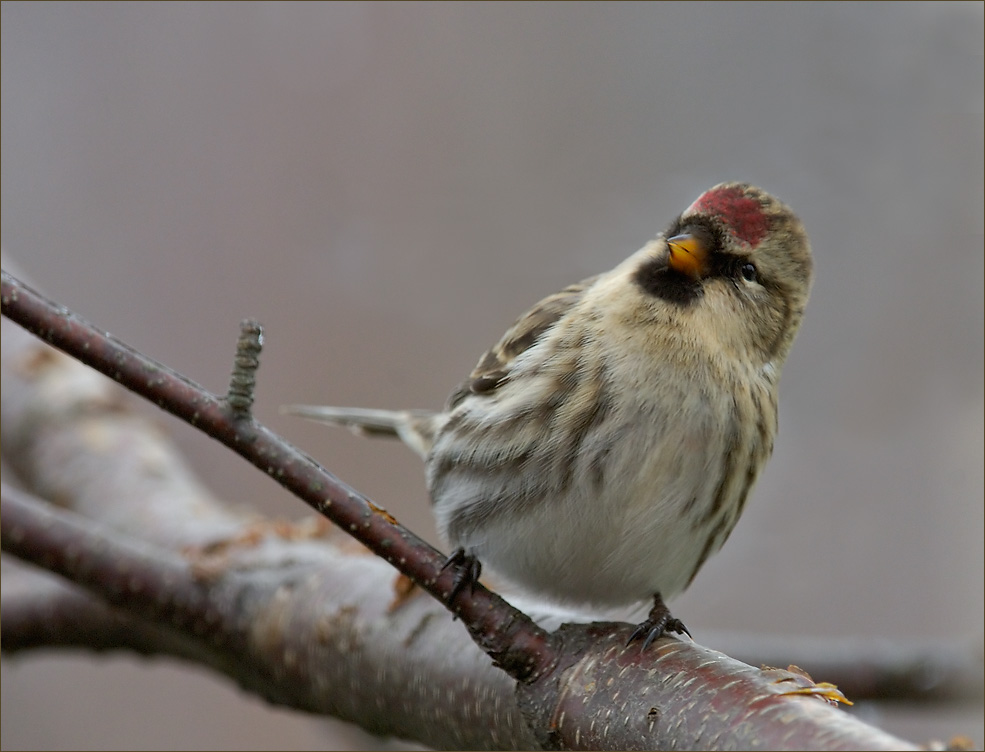 Northern Redpoll