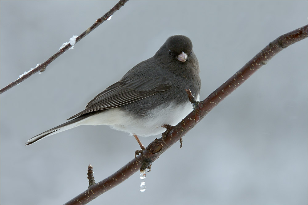 Junco