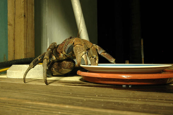 Coconut crab borrowing cat food