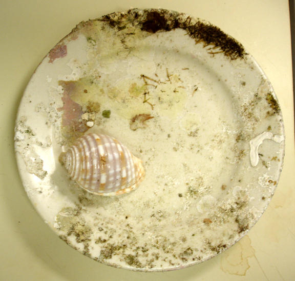 Found while diving
